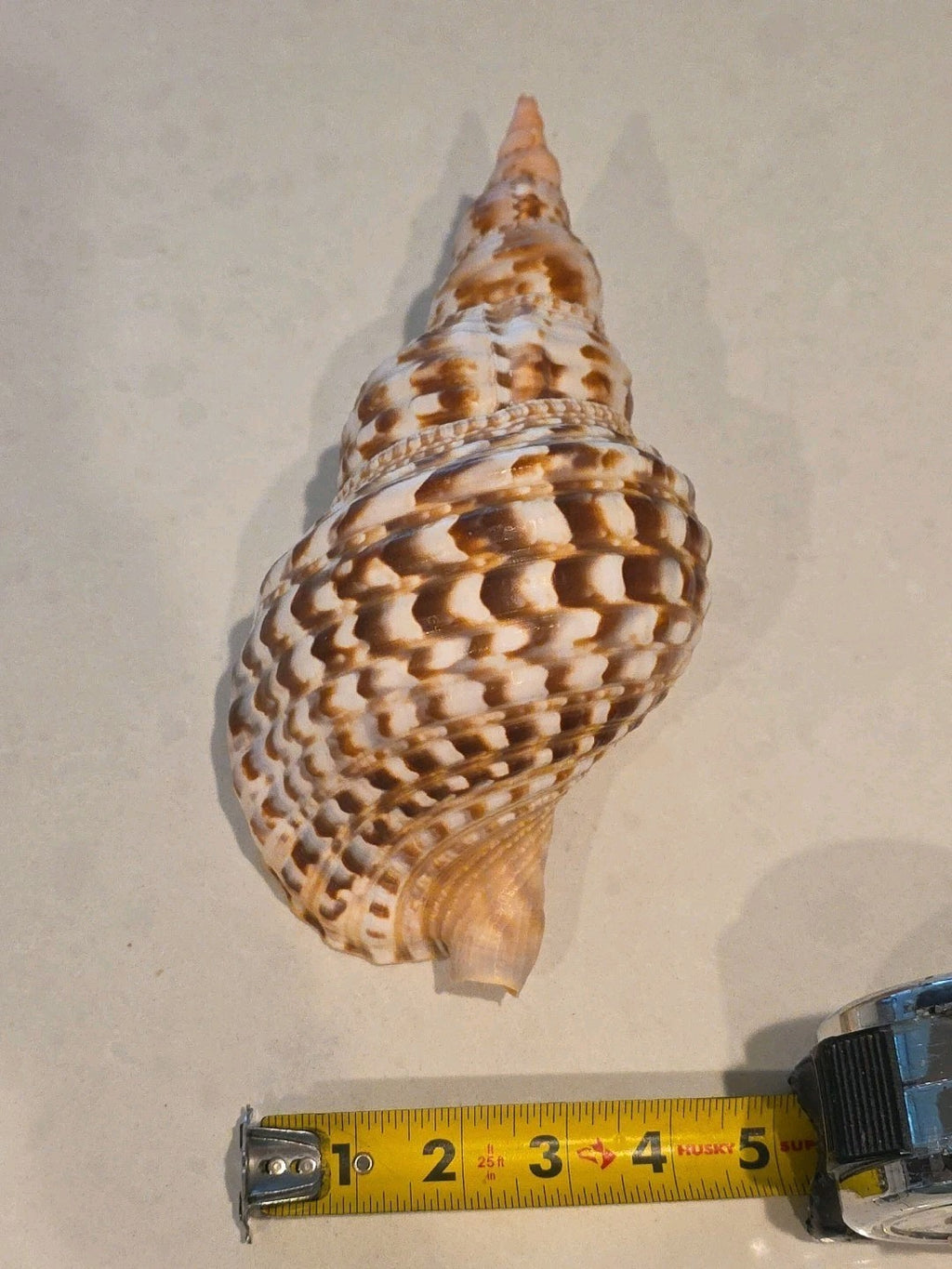 🐚 VINTAGE LARGE TRUMPET TRITON CONCH SEASHELL SHELL 9.5” CHARONIA TRITONIS 🐚