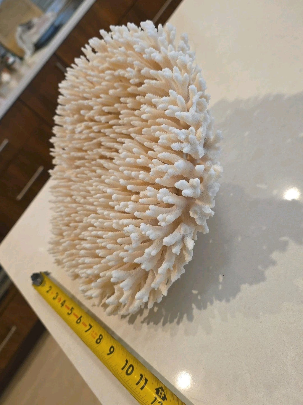 Huge Genuine White Table Coral Cluster 12" x 11.5"x 6"