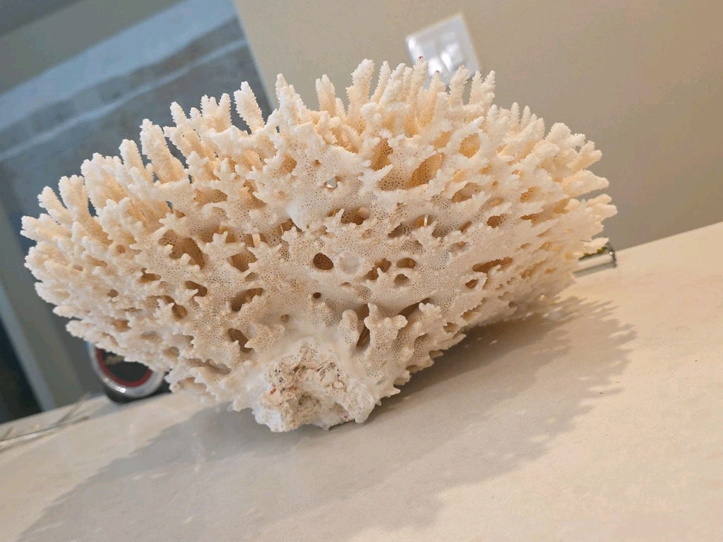 Huge Genuine White Table Coral Cluster 12" x 11.5"x 6"