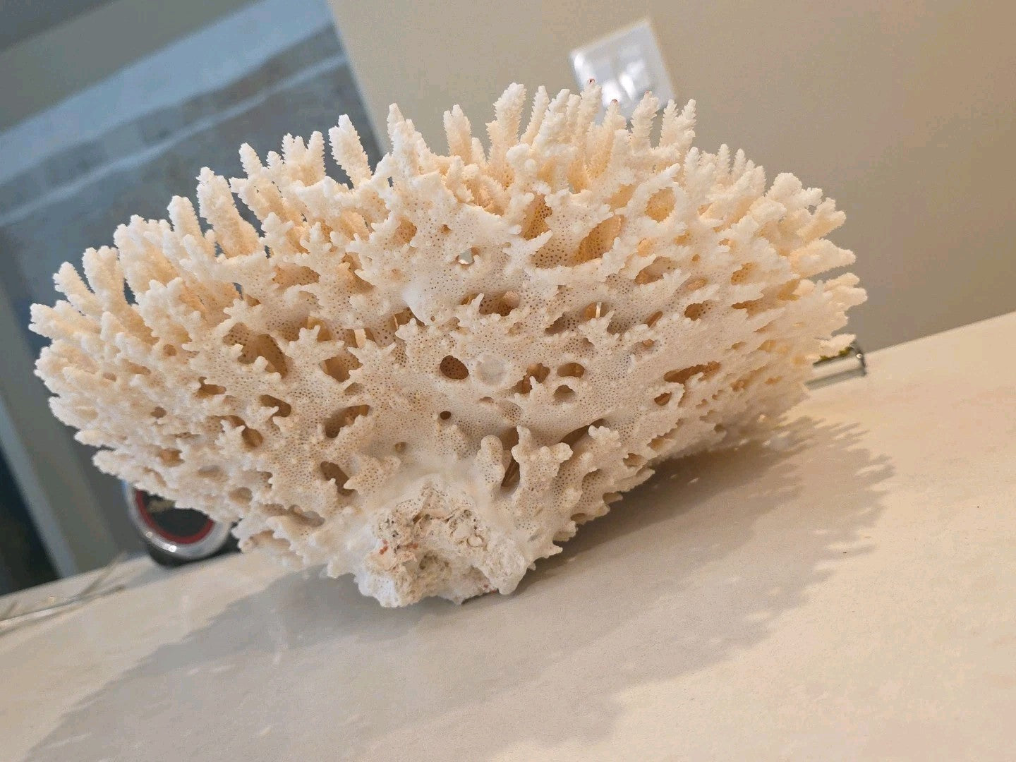 Huge Genuine White Table Coral Cluster 12" x 11.5"x 6"