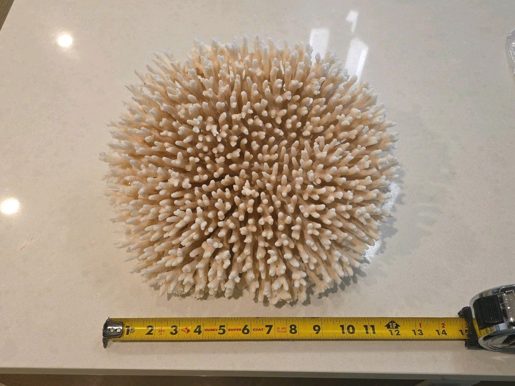 Huge Genuine White Table Coral Cluster 12" x 11.5"x 6"