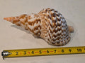 🐚 VINTAGE LARGE TRUMPET TRITON CONCH SEASHELL SHELL 9.5” CHARONIA TRITONIS 🐚