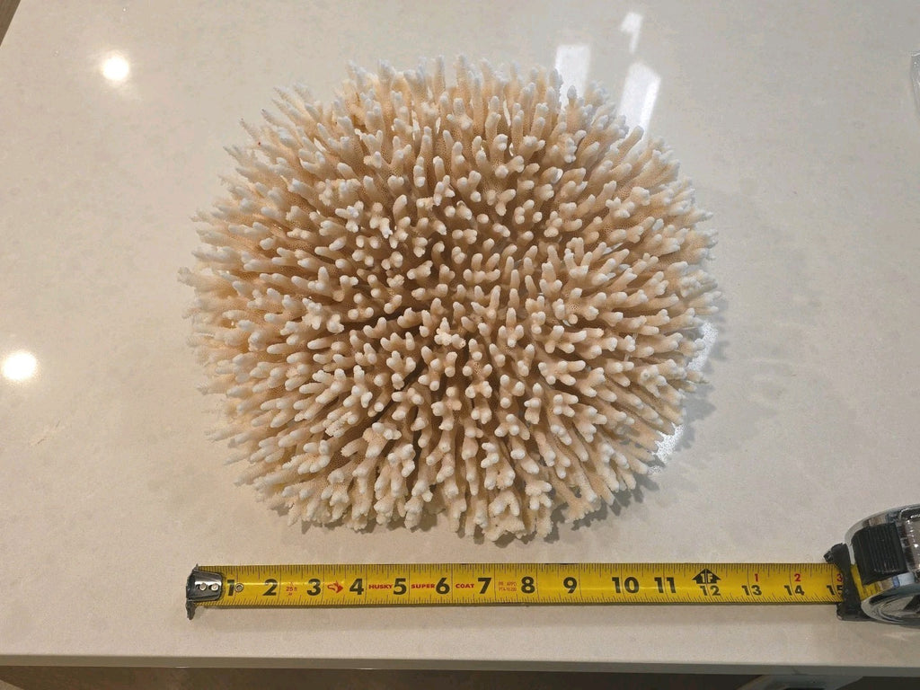 Huge Genuine White Table Coral Cluster 12" x 11.5"x 6"