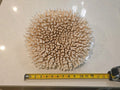 Huge Genuine White Table Coral Cluster 12" x 11.5"x 6"