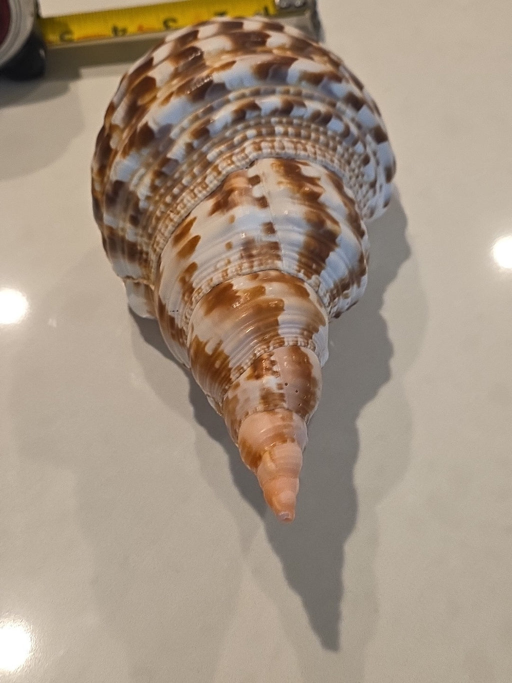 🐚 VINTAGE LARGE TRUMPET TRITON CONCH SEASHELL SHELL 9.5” CHARONIA TRITONIS 🐚