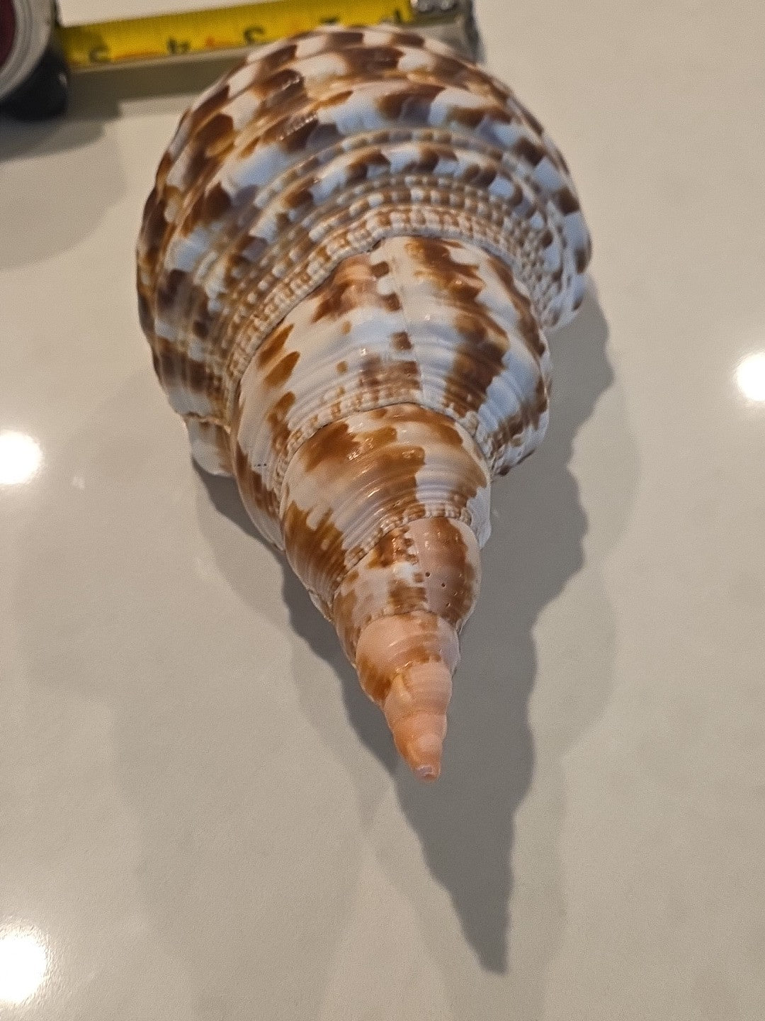 🐚 VINTAGE LARGE TRUMPET TRITON CONCH SEASHELL SHELL 9.5” CHARONIA TRITONIS 🐚