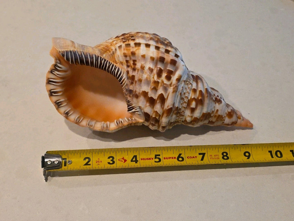 🐚 VINTAGE LARGE TRUMPET TRITON CONCH SEASHELL SHELL 9.5” CHARONIA TRITONIS 🐚