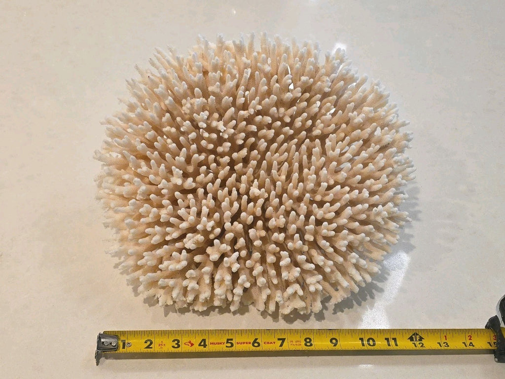 Huge Genuine White Table Coral Cluster 12" x 11.5"x 6"