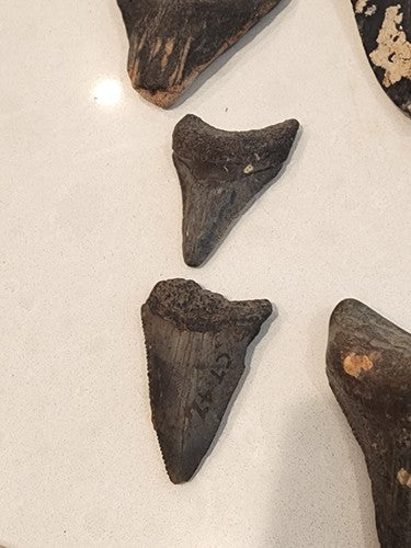 Lot of 29 Megalodon Sharks Teeth  fossil sharks teeth tooth