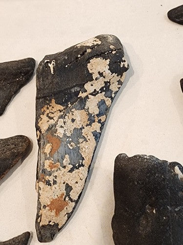 Lot of 29 Megalodon Sharks Teeth  fossil sharks teeth tooth
