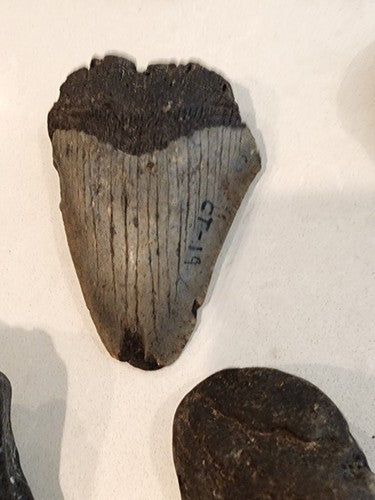 Lot of 29 Megalodon Sharks Teeth  fossil sharks teeth tooth