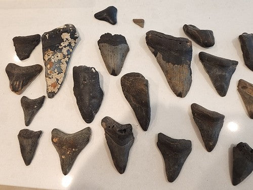 Lot of 29 Megalodon Sharks Teeth  fossil sharks teeth tooth