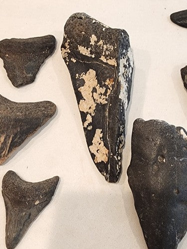 Lot of 29 Megalodon Sharks Teeth  fossil sharks teeth tooth