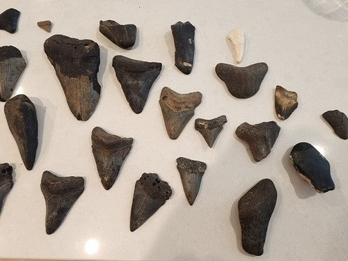 Lot of 29 Megalodon Sharks Teeth  fossil sharks teeth tooth