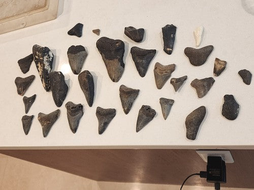 Lot of 29 Megalodon Sharks Teeth  fossil sharks teeth tooth
