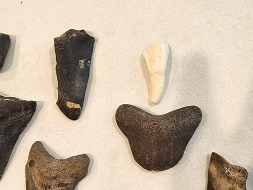 Lot of 29 Megalodon Sharks Teeth  fossil sharks teeth tooth