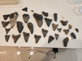 Lot of 29 Megalodon Sharks Teeth  fossil sharks teeth tooth