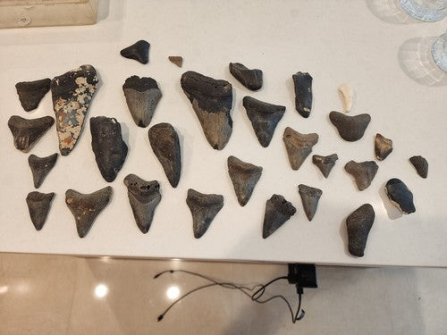 Lot of 29 Megalodon Sharks Teeth  fossil sharks teeth tooth