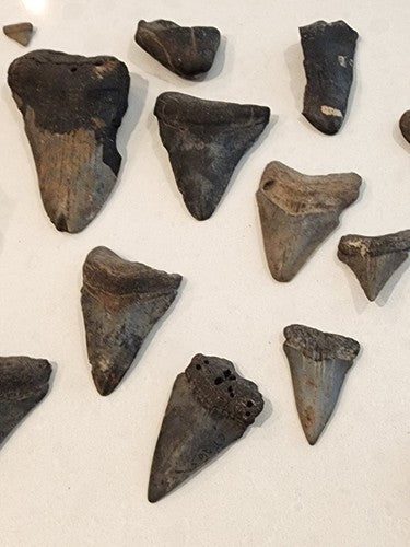 Lot of 29 Megalodon Sharks Teeth  fossil sharks teeth tooth
