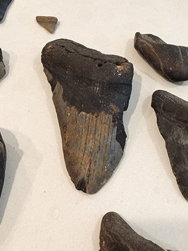 Lot of 29 Megalodon Sharks Teeth  fossil sharks teeth tooth