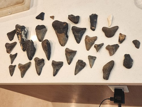 Lot of 29 Megalodon Sharks Teeth  fossil sharks teeth tooth