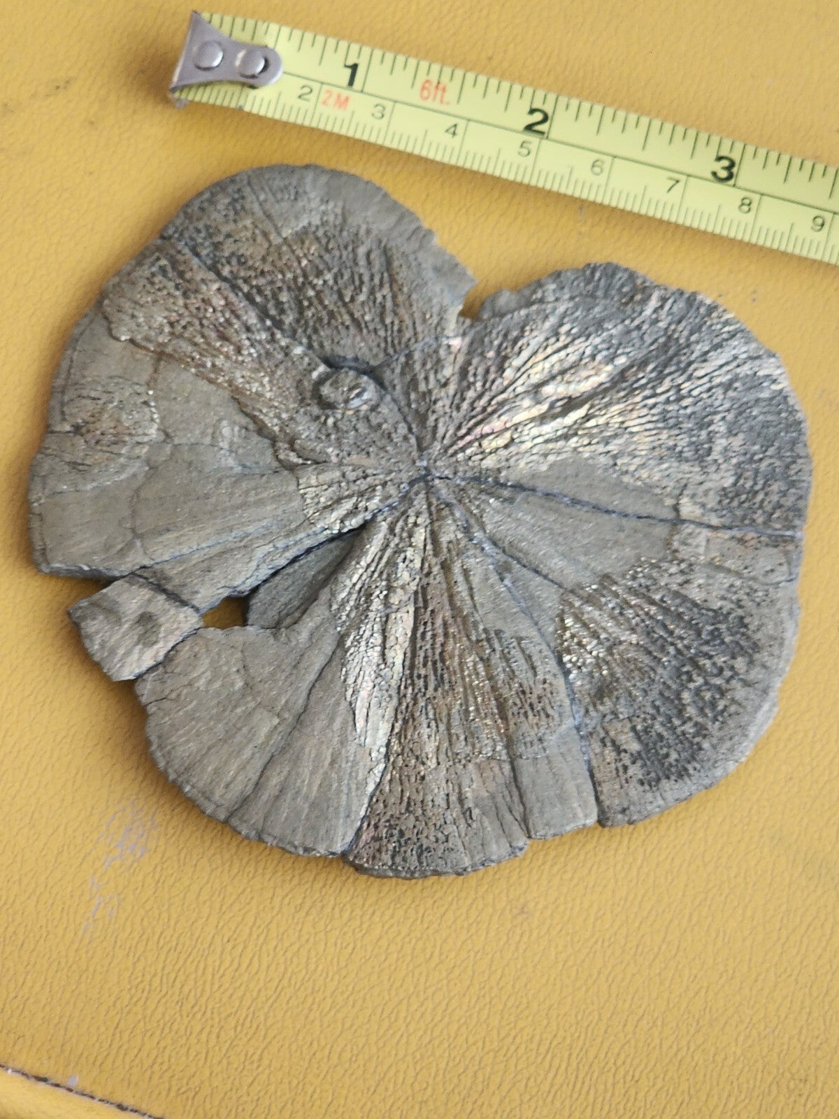 Large Pyrite Sun Pyrite Dollar from USA  4.2" ACROSS