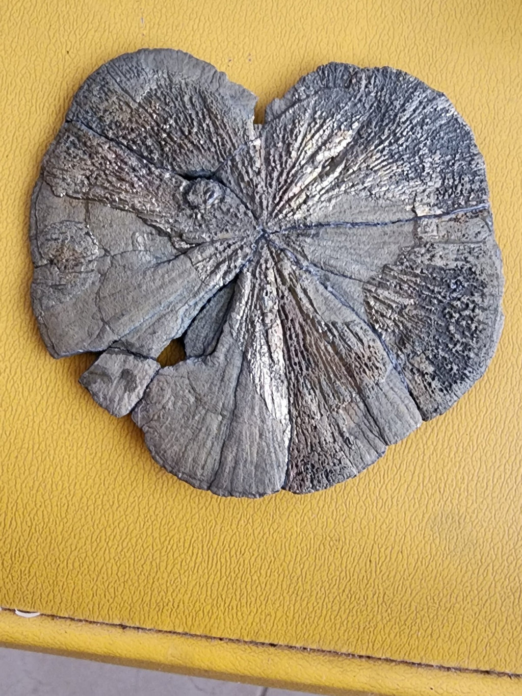 Large Pyrite Sun Pyrite Dollar from USA  4.2" ACROSS