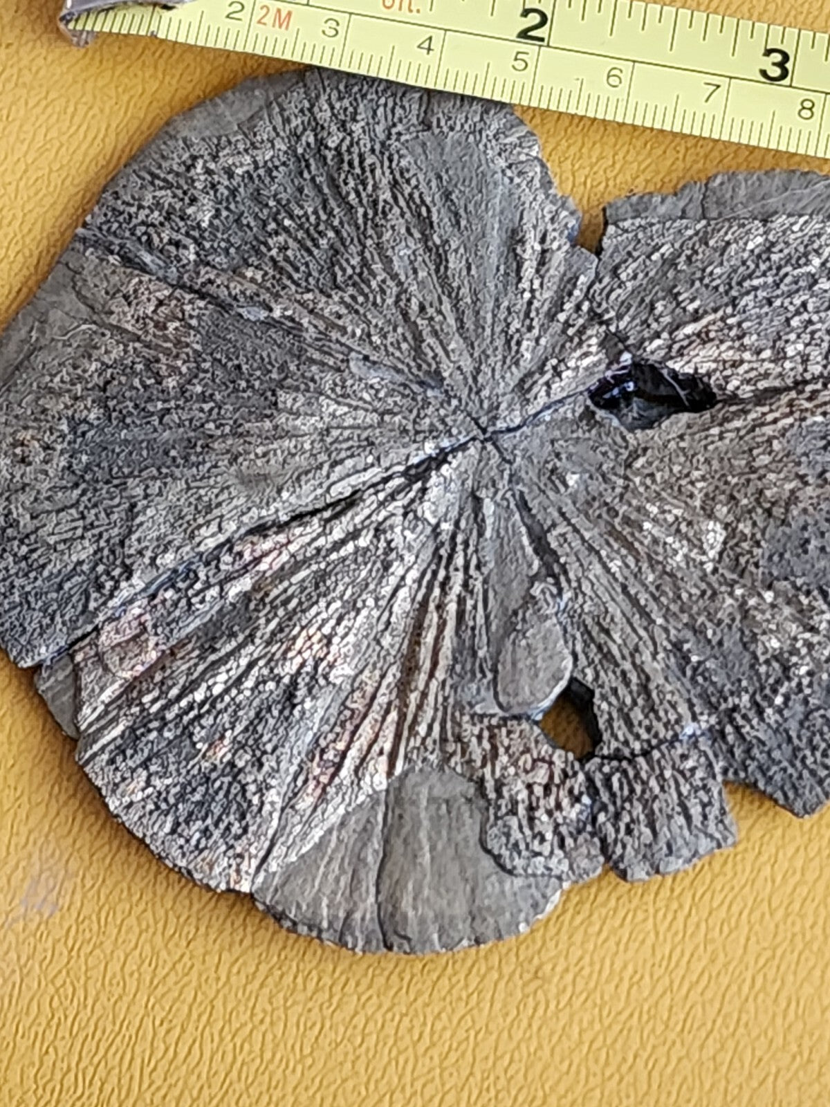 Large Pyrite Sun Pyrite Dollar from USA  4.2" ACROSS