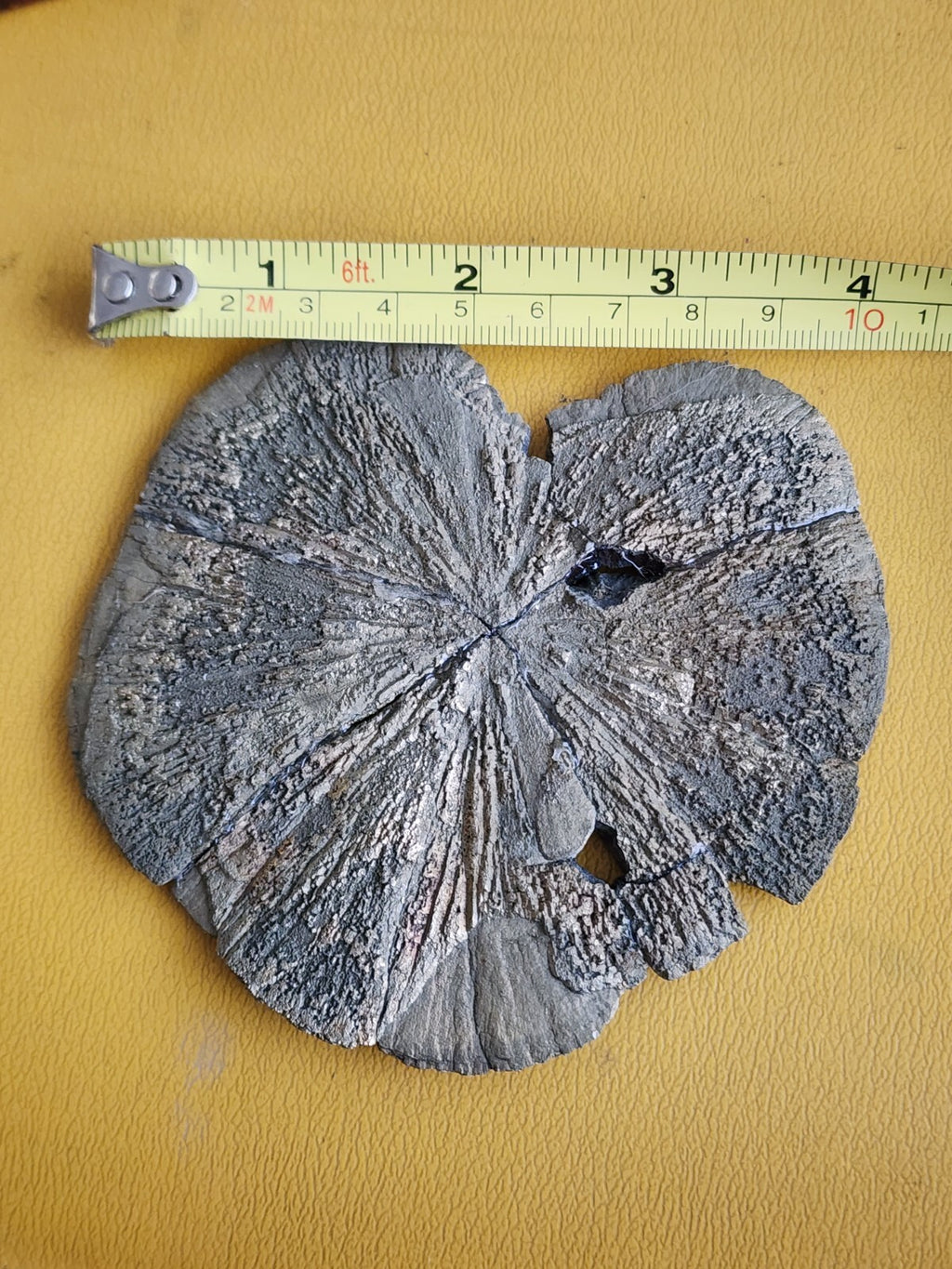 Large Pyrite Sun Pyrite Dollar from USA  4.2" ACROSS