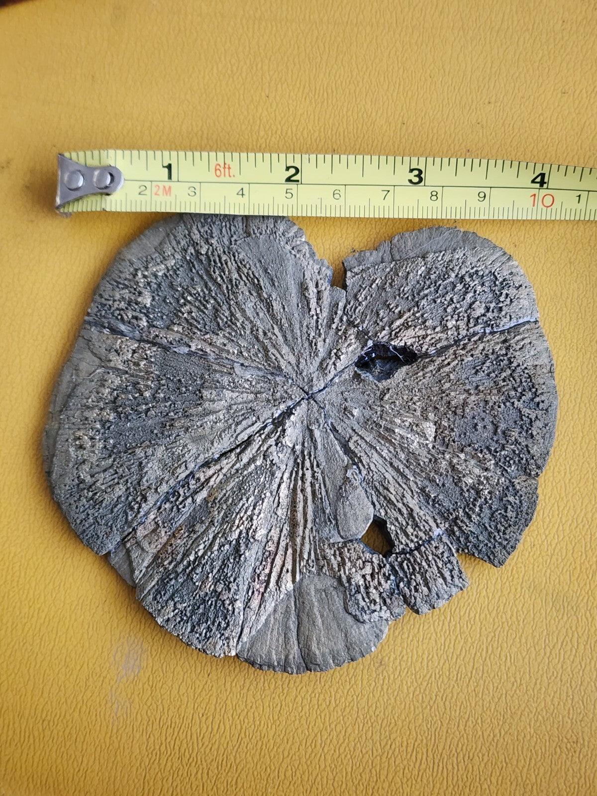 Large Pyrite Sun Pyrite Dollar from USA  4.2" ACROSS