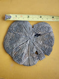 Large Pyrite Sun Pyrite Dollar from USA  4.2" ACROSS