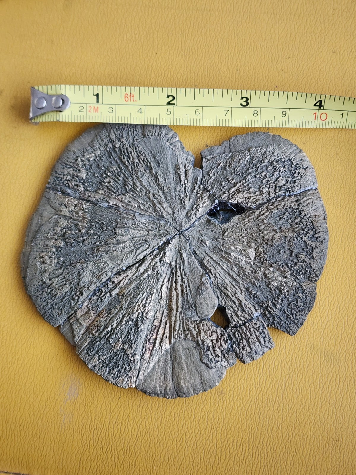 Large Pyrite Sun Pyrite Dollar from USA  4.2" ACROSS